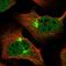 Zinc Finger Protein 619 antibody, NBP1-92636, Novus Biologicals, Immunofluorescence image 