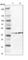 Eukaryotic Translation Initiation Factor 2B Subunit Beta antibody, HPA005841, Atlas Antibodies, Western Blot image 