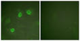 GATA Binding Protein 3 antibody, abx012817, Abbexa, Western Blot image 