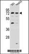 GTPase, IMAP Family Member 8 antibody, 56-937, ProSci, Western Blot image 