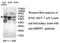 Protein Only RNase P Catalytic Subunit antibody, MBS416462, MyBioSource, Western Blot image 