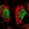 Anaphase-promoting complex subunit 10 antibody, NBP2-14291, Novus Biologicals, Immunofluorescence image 