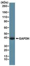 GAPDH antibody, NBP2-77402, Novus Biologicals, Western Blot image 