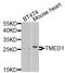 Transmembrane P24 Trafficking Protein 1 antibody, STJ112004, St John