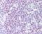 DNA Polymerase Delta 1, Catalytic Subunit antibody, 48-648, ProSci, Immunohistochemistry frozen image 