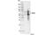 Mitochondrial Antiviral Signaling Protein antibody, 24930S, Cell Signaling Technology, Western Blot image 