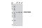 Thioredoxin Reductase 2 antibody, 12029S, Cell Signaling Technology, Western Blot image 