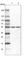 Dopa Decarboxylase antibody, HPA017742, Atlas Antibodies, Western Blot image 