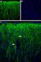 Peroxisomal Biogenesis Factor 5 Like antibody, PA5-77696, Invitrogen Antibodies, Immunohistochemistry frozen image 