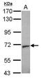 Syntaxin Binding Protein 2 antibody, TA308955, Origene, Western Blot image 