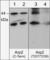 Actin Related Protein 2 antibody, AP3871, ECM Biosciences, Western Blot image 