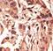 Sirtuin 6 antibody, LS-C100492, Lifespan Biosciences, Immunohistochemistry paraffin image 