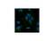 Lipoprotein Lipase antibody, MBS375080, MyBioSource, Immunofluorescence image 