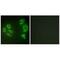 Mitogen-Activated Protein Kinase Kinase Kinase 20 antibody, A00902, Boster Biological Technology, Immunofluorescence image 