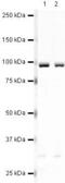 Eukaryotic Translation Elongation Factor 2 antibody, PA5-19613, Invitrogen Antibodies, Western Blot image 
