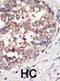 Phosphoinositide-3-Kinase Regulatory Subunit 3 antibody, abx033823, Abbexa, Immunohistochemistry frozen image 