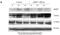 Actin Alpha 2, Smooth Muscle antibody, NBP1-30894, Novus Biologicals, Western Blot image 