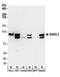 Growth Arrest Specific 2 Like 3 antibody, NBP2-30360, Novus Biologicals, Western Blot image 