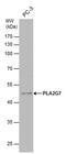 Phospholipase A2 Group VII antibody, PA5-78240, Invitrogen Antibodies, Western Blot image 