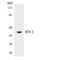 Replication Factor C Subunit 2 antibody, LS-C200587, Lifespan Biosciences, Western Blot image 