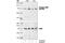 FAS-associated death domain protein antibody, 2781S, Cell Signaling Technology, Western Blot image 