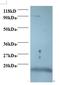ISG15 Ubiquitin Like Modifier antibody, LS-C211812, Lifespan Biosciences, Western Blot image 