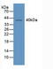 Retinoid X Receptor Gamma antibody, abx131386, Abbexa, Western Blot image 