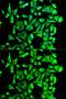 Heat Shock Protein 90 Alpha Family Class B Member 1 antibody, GTX65840, GeneTex, Immunocytochemistry image 