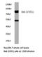 Fibroblast Growth Factor Receptor 2 antibody, LS-C176021, Lifespan Biosciences, Western Blot image 