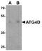 Autophagy Related 4D Cysteine Peptidase antibody, A09793, Boster Biological Technology, Western Blot image 