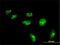Histone Cluster 4 H4 antibody, H00008365-M01, Novus Biologicals, Immunocytochemistry image 
