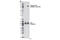 Insulin Like Growth Factor 1 Receptor antibody, 6113S, Cell Signaling Technology, Western Blot image 