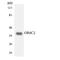 Olfactory Receptor Family 6 Subfamily C Member 2 antibody, LS-C200413, Lifespan Biosciences, Western Blot image 