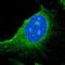 Progesterone Receptor Membrane Component 1 antibody, NBP1-83220, Novus Biologicals, Immunofluorescence image 