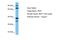 Twinkle protein, mitochondrial antibody, A02894, Boster Biological Technology, Western Blot image 