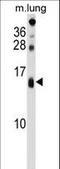 Dexi Homolog antibody, LS-C167372, Lifespan Biosciences, Western Blot image 