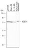 Heparan Sulfate-Glucosamine 3-Sulfotransferase 4 antibody, MAB60851, R&D Systems, Western Blot image 