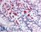 Cell adhesion molecule 1 antibody, LS-B246, Lifespan Biosciences, Immunohistochemistry paraffin image 