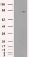 Neurotrophic Receptor Tyrosine Kinase 3 antibody, LS-C114633, Lifespan Biosciences, Western Blot image 