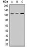 SRY-Box 30 antibody, orb411886, Biorbyt, Western Blot image 