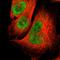 Sirtuin 1 antibody, HPA006295, Atlas Antibodies, Immunofluorescence image 