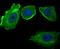 CD46 Molecule antibody, NBP2-75436, Novus Biologicals, Immunofluorescence image 