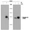 LCK Proto-Oncogene, Src Family Tyrosine Kinase antibody, MAB7369, R&D Systems, Western Blot image 