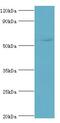 Growth Factor Receptor Bound Protein 7 antibody, LS-C375838, Lifespan Biosciences, Western Blot image 