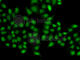Sulfotransferase Family 2B Member 1 antibody, A7736, ABclonal Technology, Immunofluorescence image 