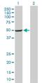 Adaptor Related Protein Complex 1 Subunit Mu 2 antibody, H00010053-B01P, Novus Biologicals, Western Blot image 