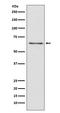 Cell division control protein 45 homolog antibody, M01367, Boster Biological Technology, Western Blot image 