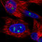 NOP56 Ribonucleoprotein antibody, AMAb91013, Atlas Antibodies, Immunofluorescence image 