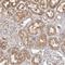 Nucleotide Binding Protein Like antibody, NBP1-89904, Novus Biologicals, Immunohistochemistry paraffin image 