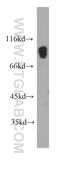 Intraflagellar Transport 88 antibody, 60227-1-Ig, Proteintech Group, Western Blot image 